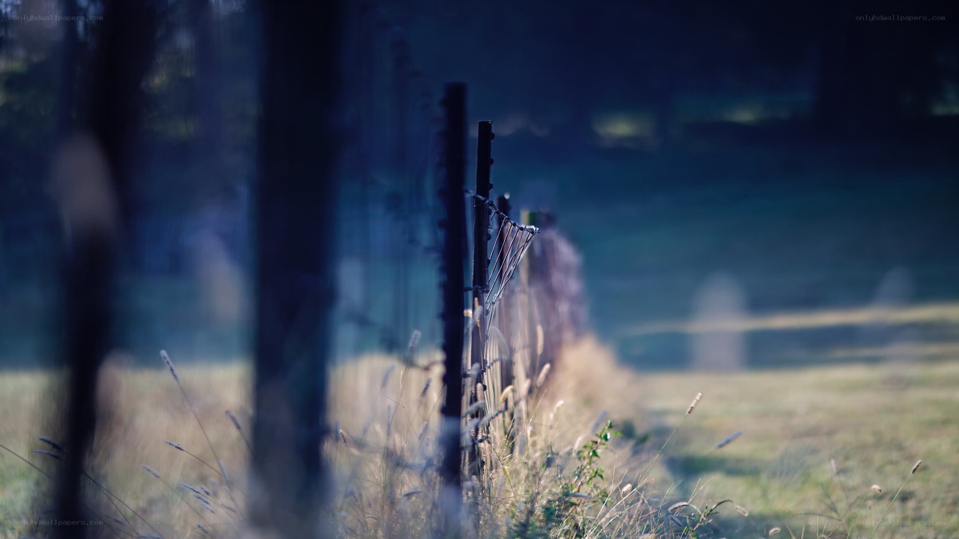 Fence in a misty field