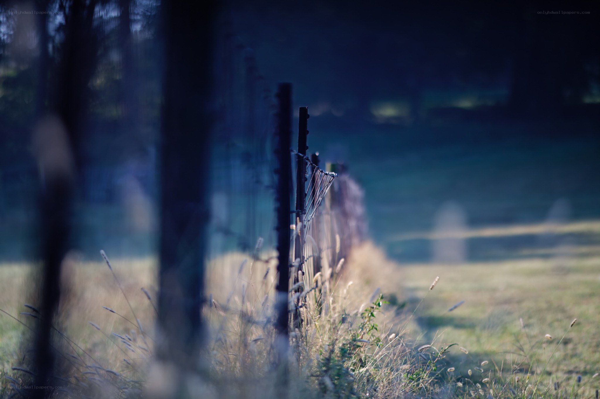 Fence in a misty field