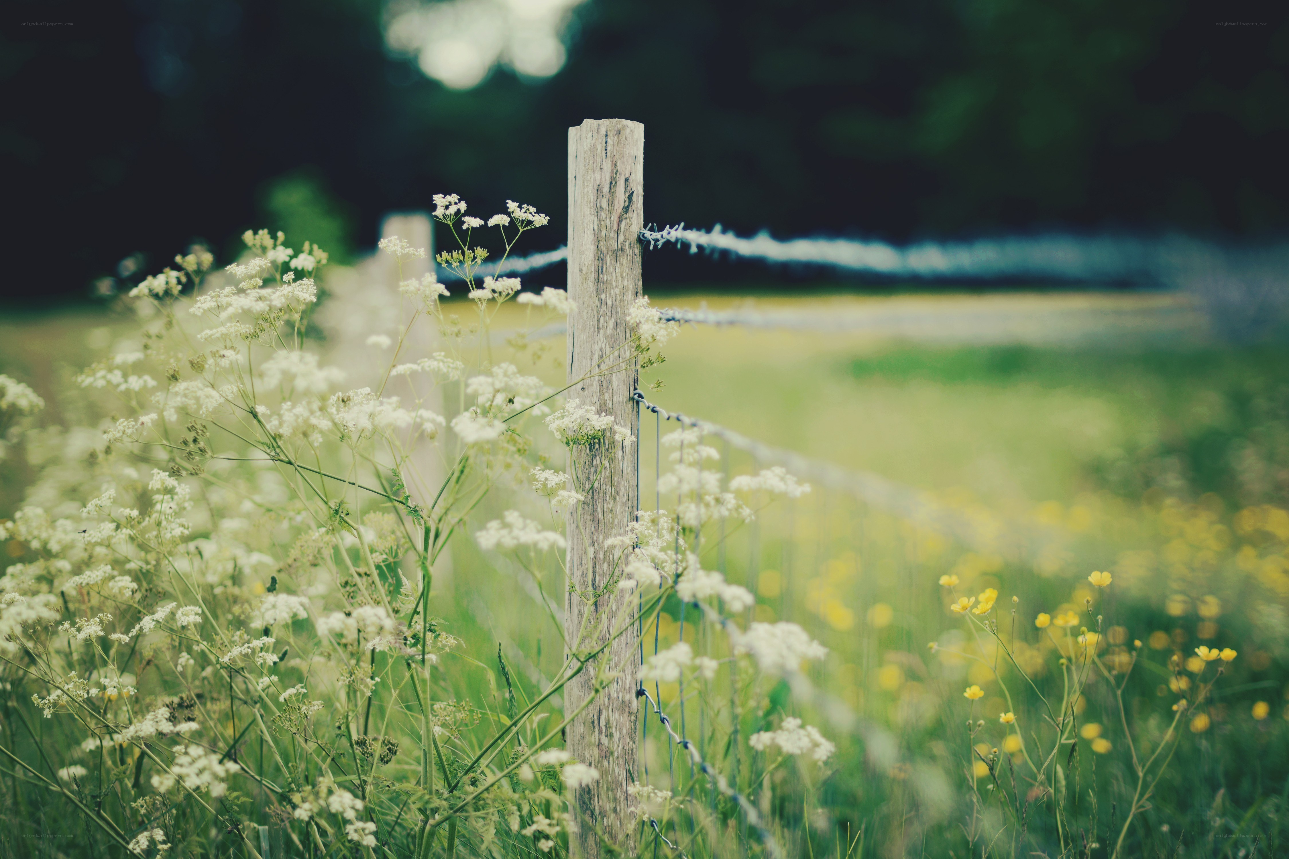 Fence in a wildflower field
