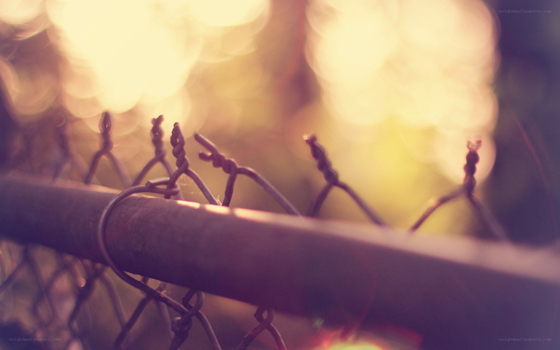 fence in golden light