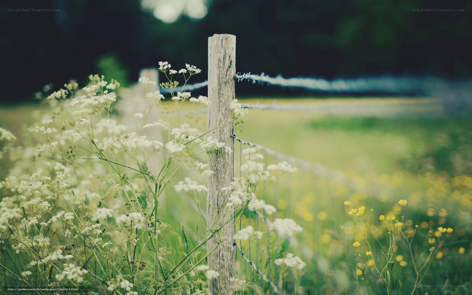 Fence with wildflowers in field