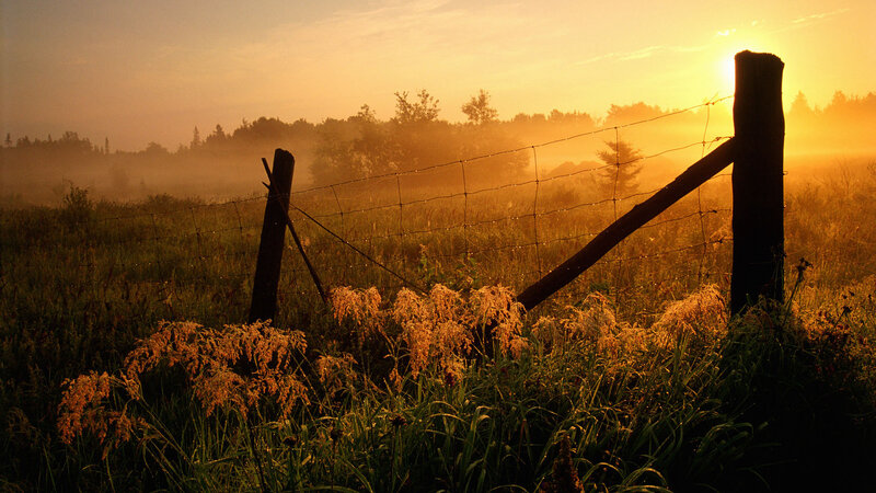 Fenced Field at Sunrise — Gold, Serene