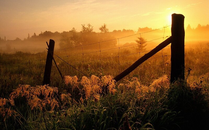 Fenced Field at Sunrise — Gold