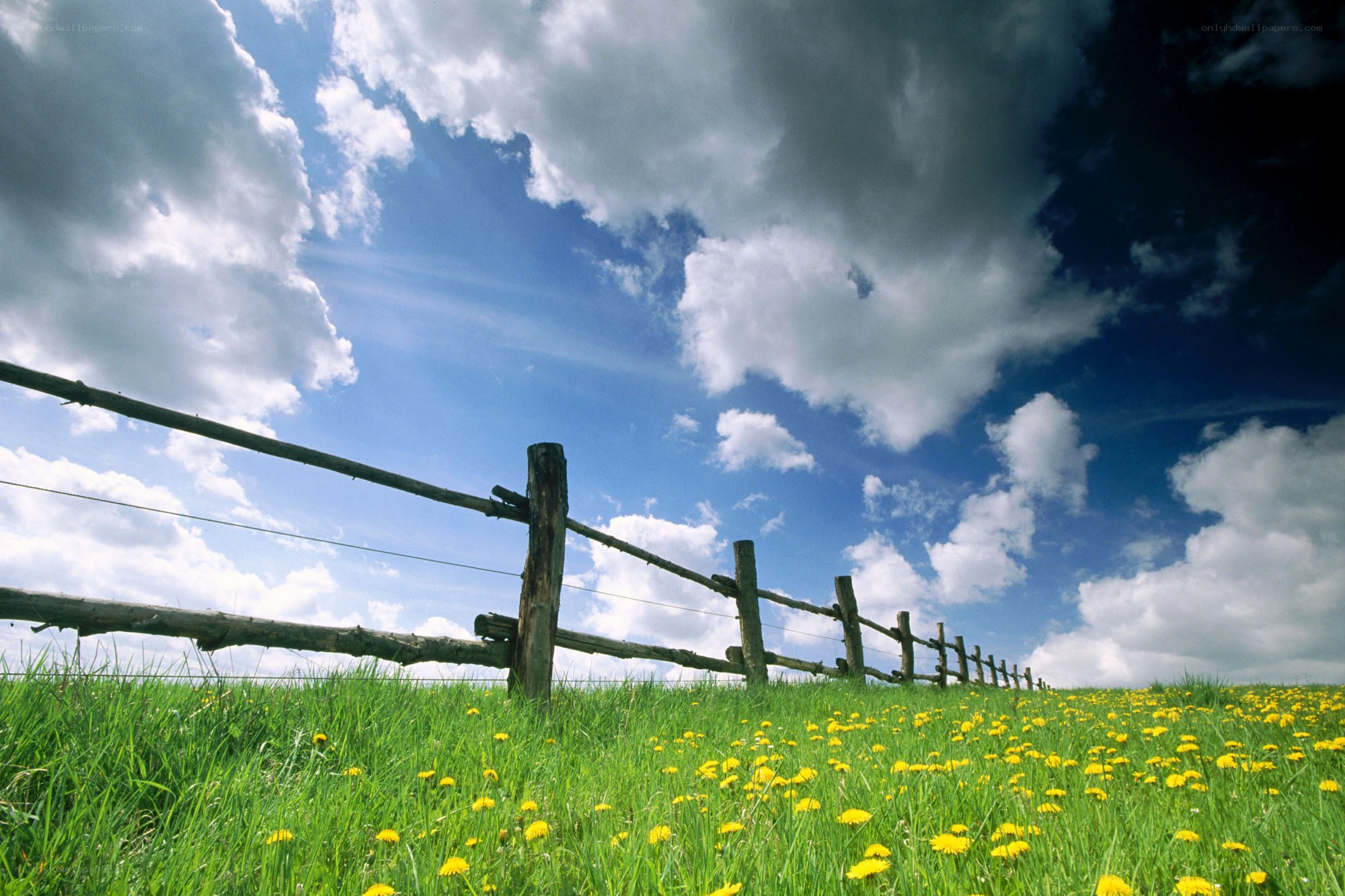 Fenced field with dandelions