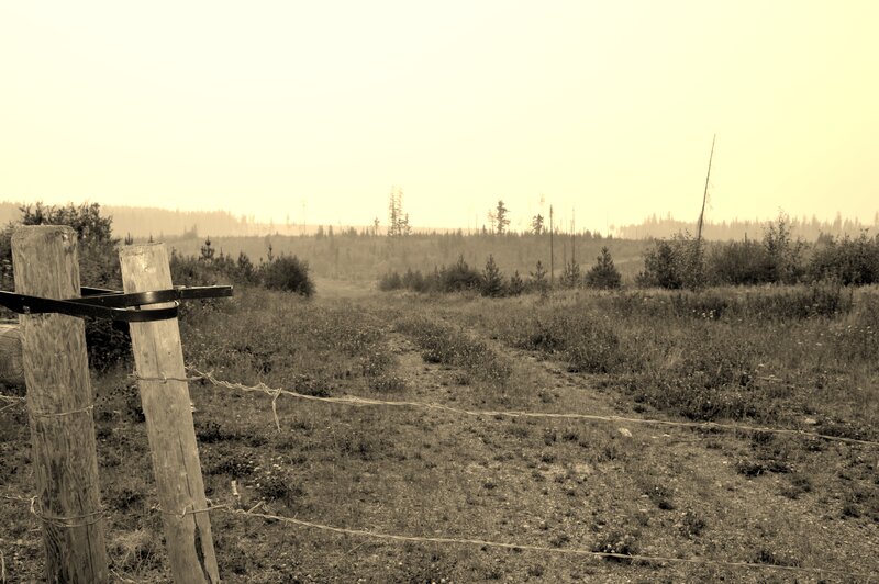 Fenced Field with Trees