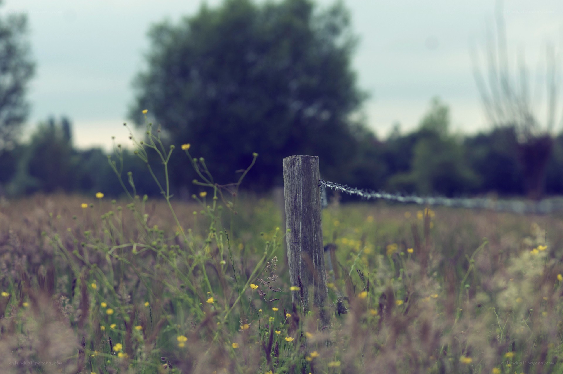 Fenced field with wildflowers