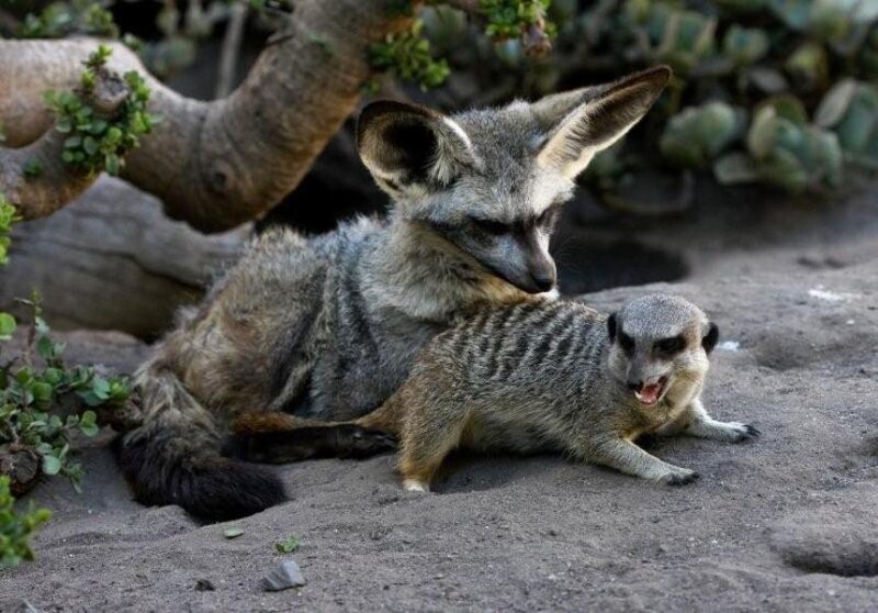 Fennec Fox and Meerkat