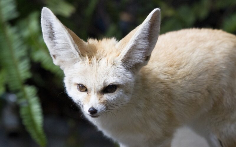 Fennec Fox — Beige