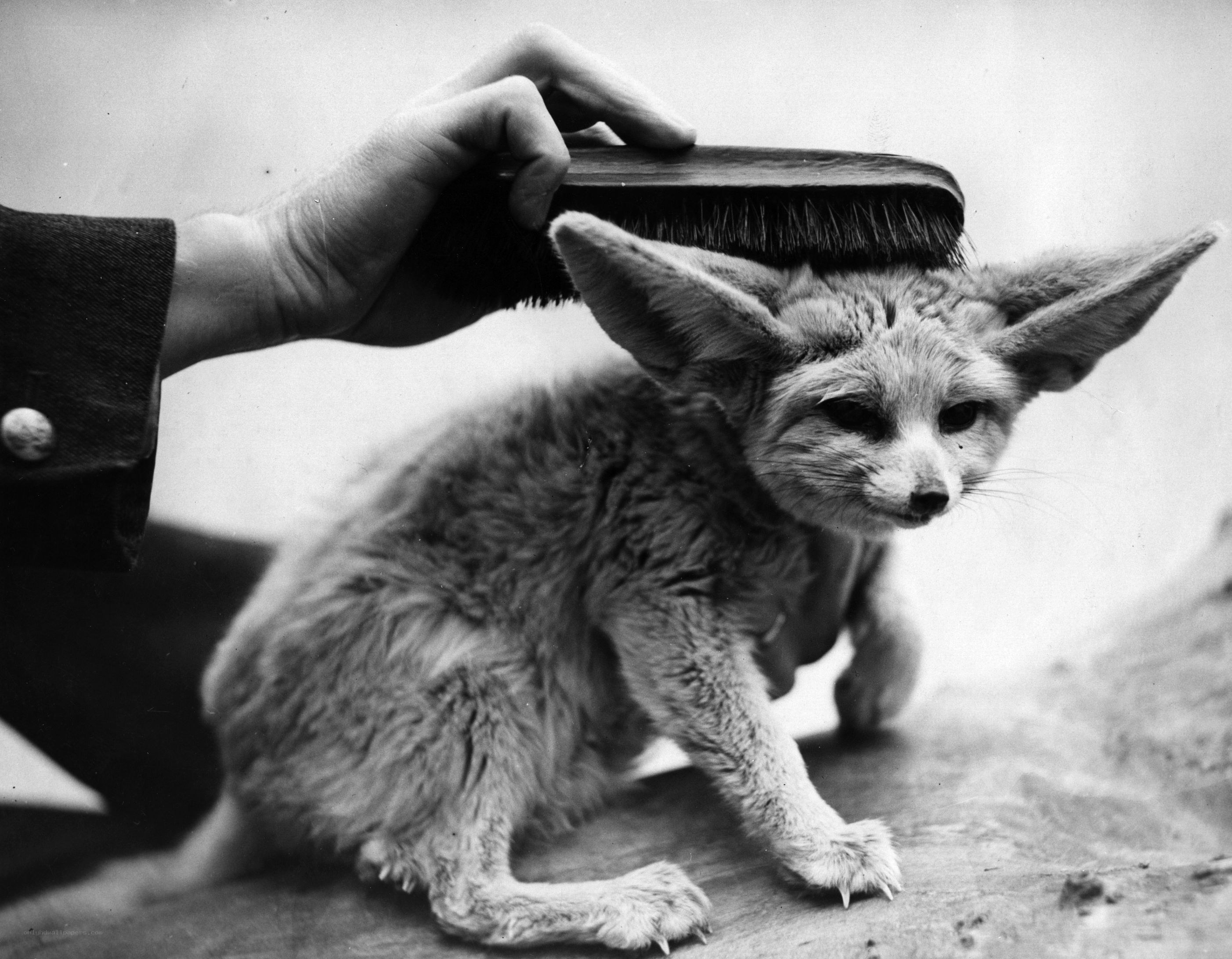 Fennec fox being brushed
