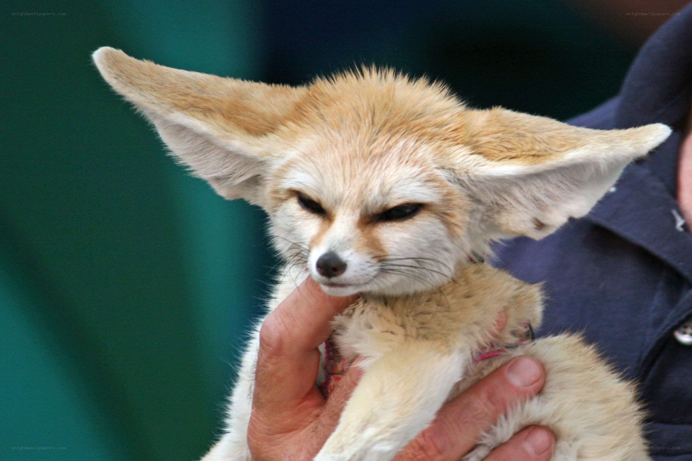 Fennec fox being held