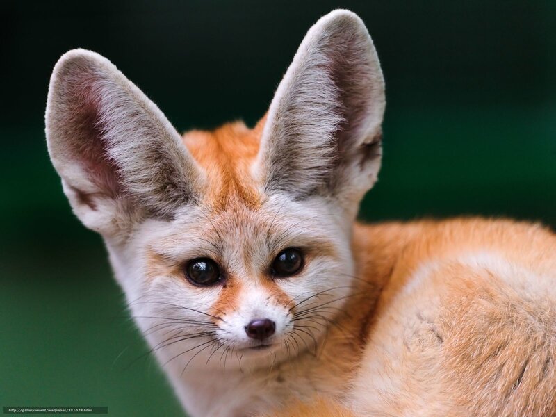 Fennec Fox Close-up