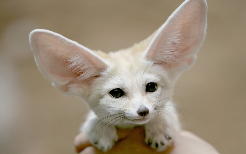 fennec fox cub