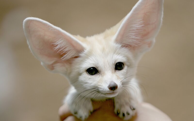 fennec fox cub