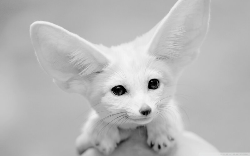Fennec Fox Cub — Black, Calm