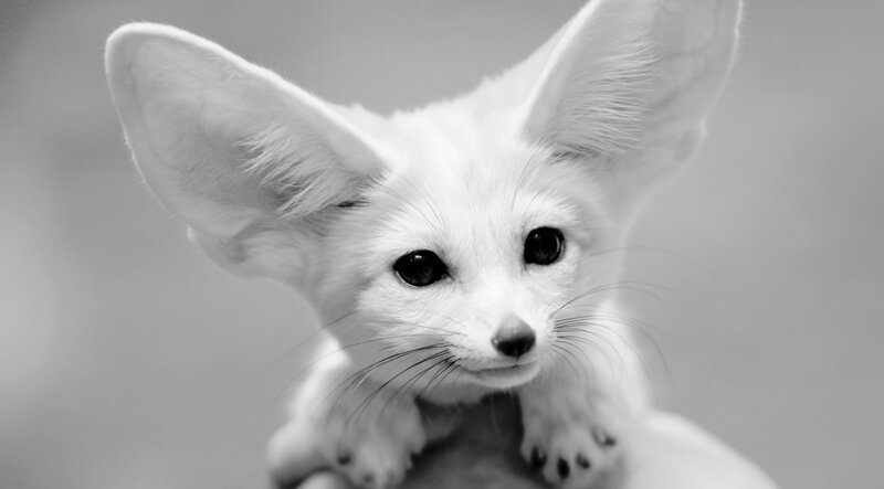 Fennec Fox Cub — Black