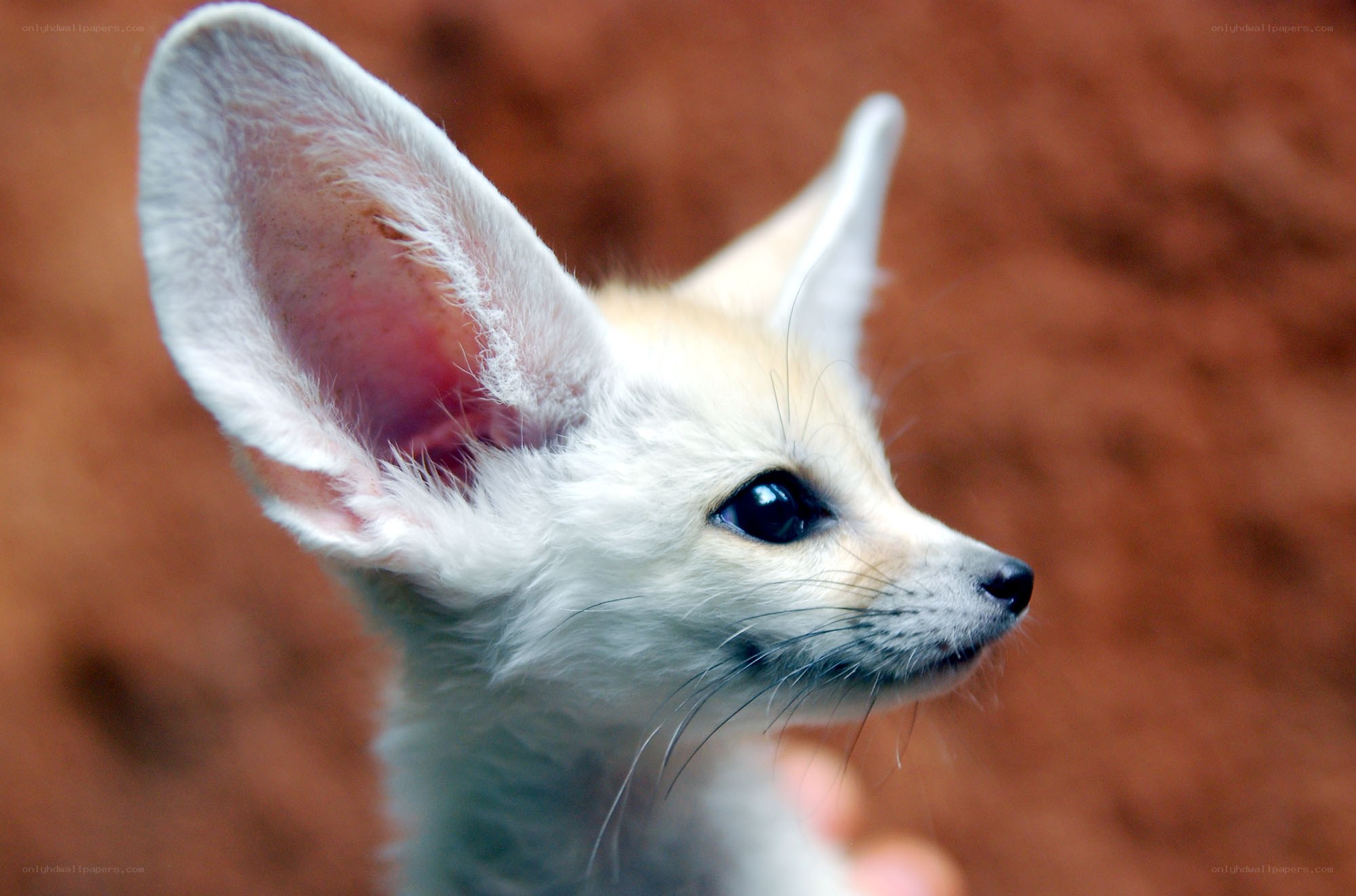 Fennec fox cub close-up
