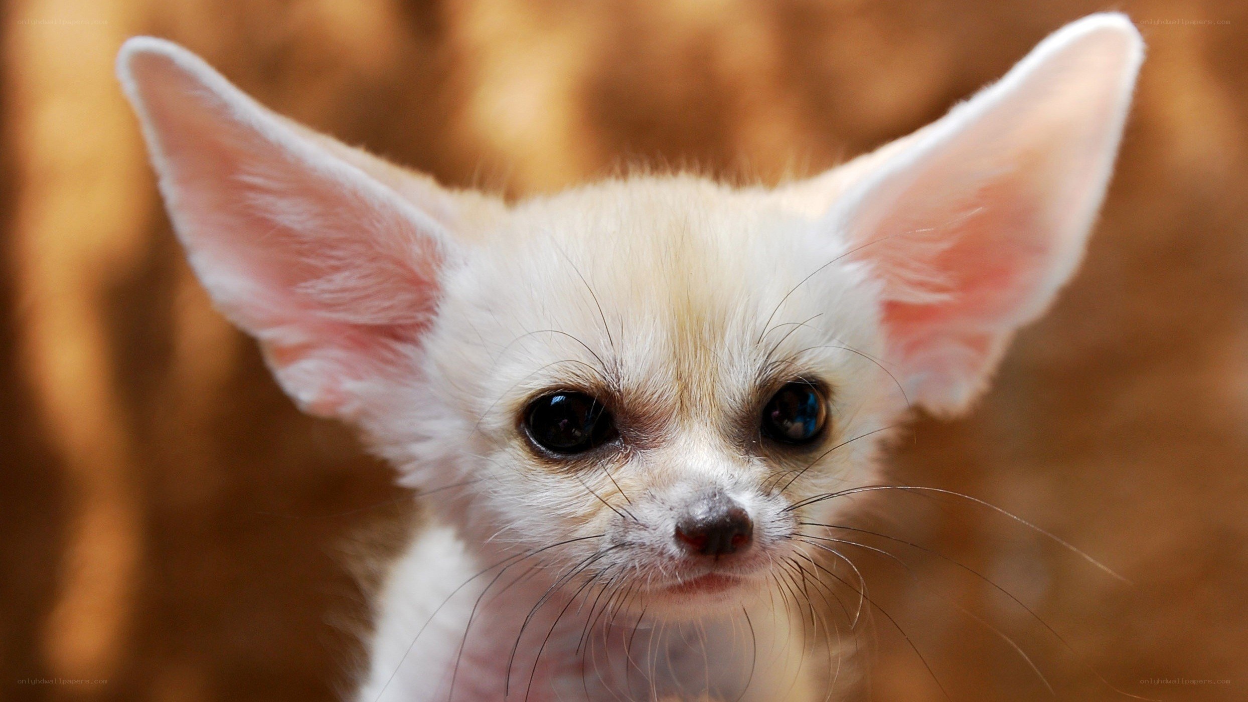 fennec fox cub close-up