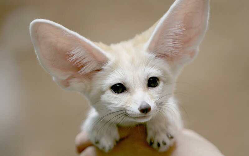 Fennec fox cub in hand
