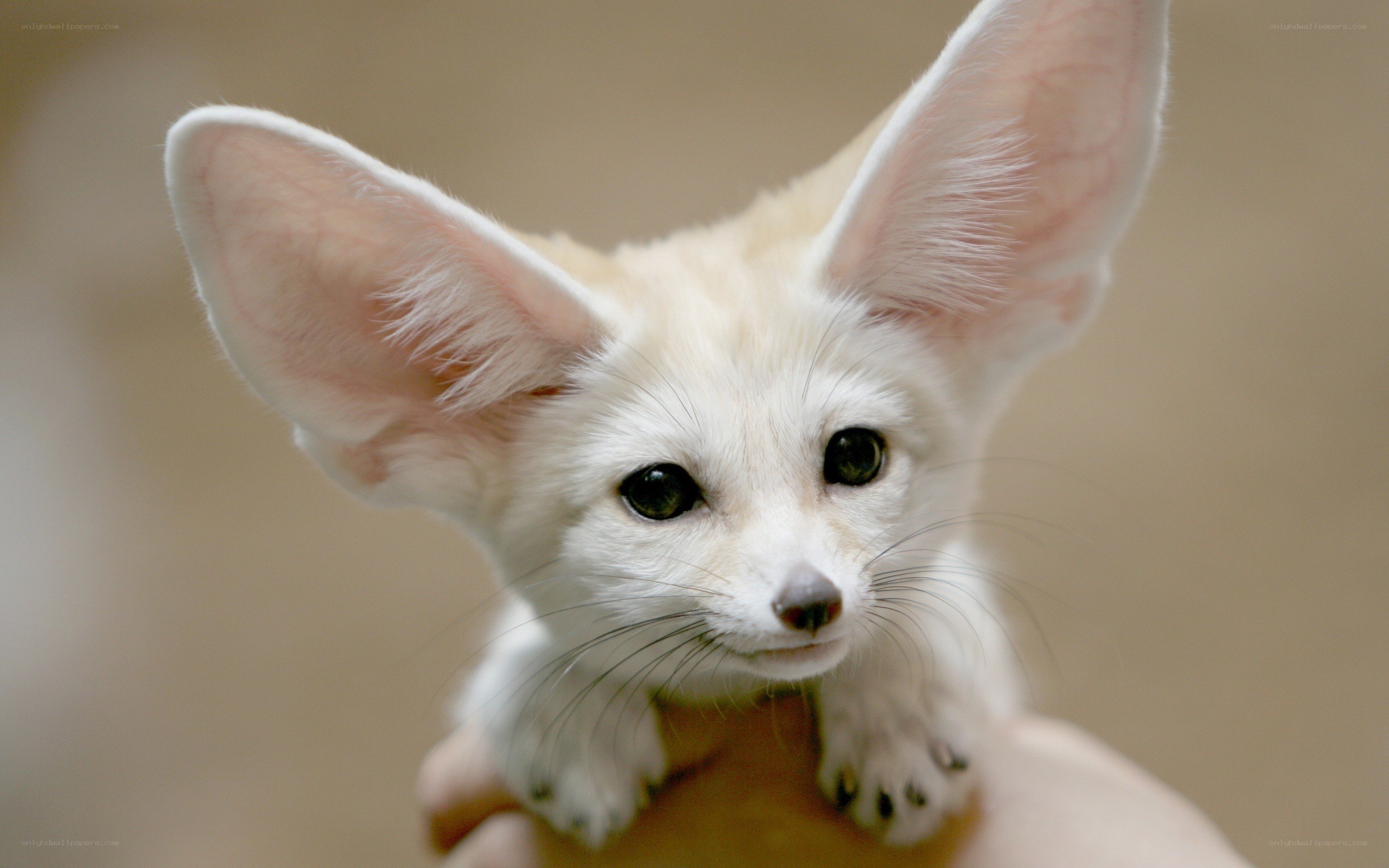 Fennec fox cub in hand