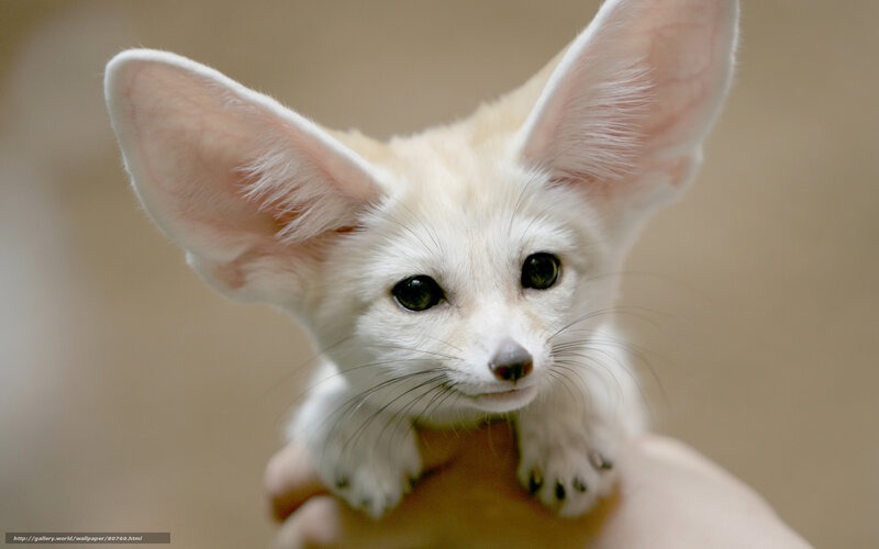 Fennec fox cub in hand
