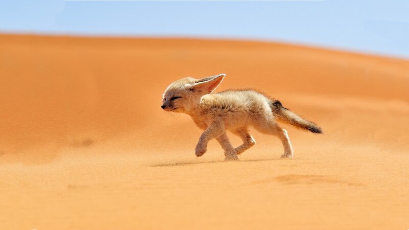 Fennec Fox Cub — Orange, Serene, Afternoon, Photograph