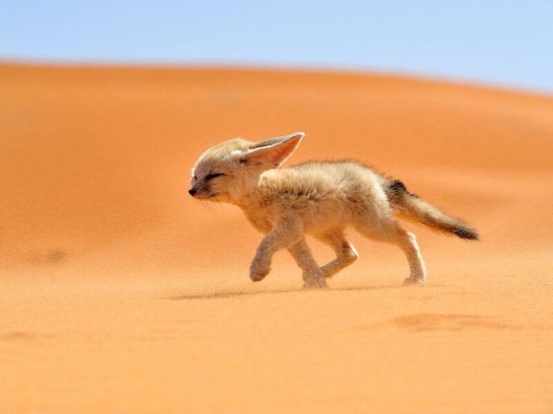 Fennec Fox Cub — Orange, Serene, Afternoon