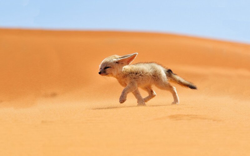 Fennec Fox Cub — Orange, Serene