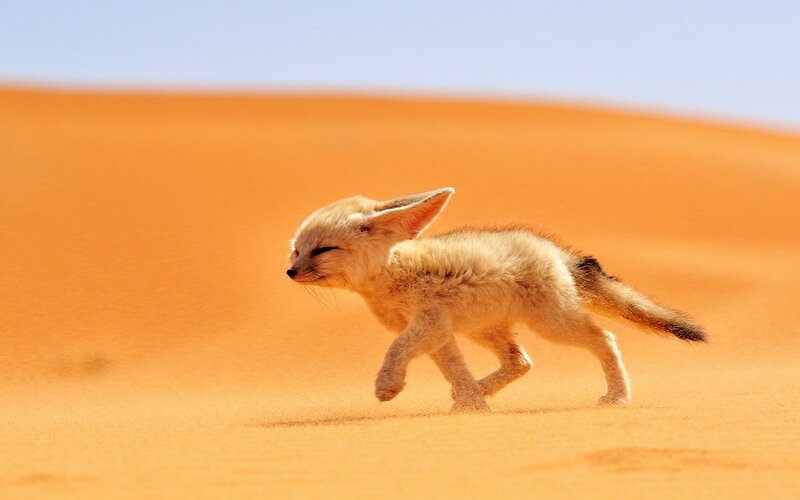 Fennec Fox Cub — Orange