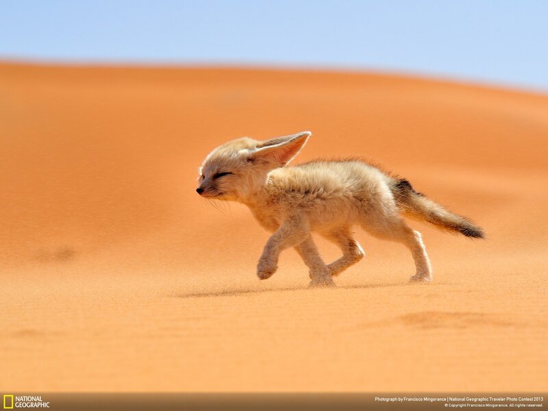 Fennec fox cub running