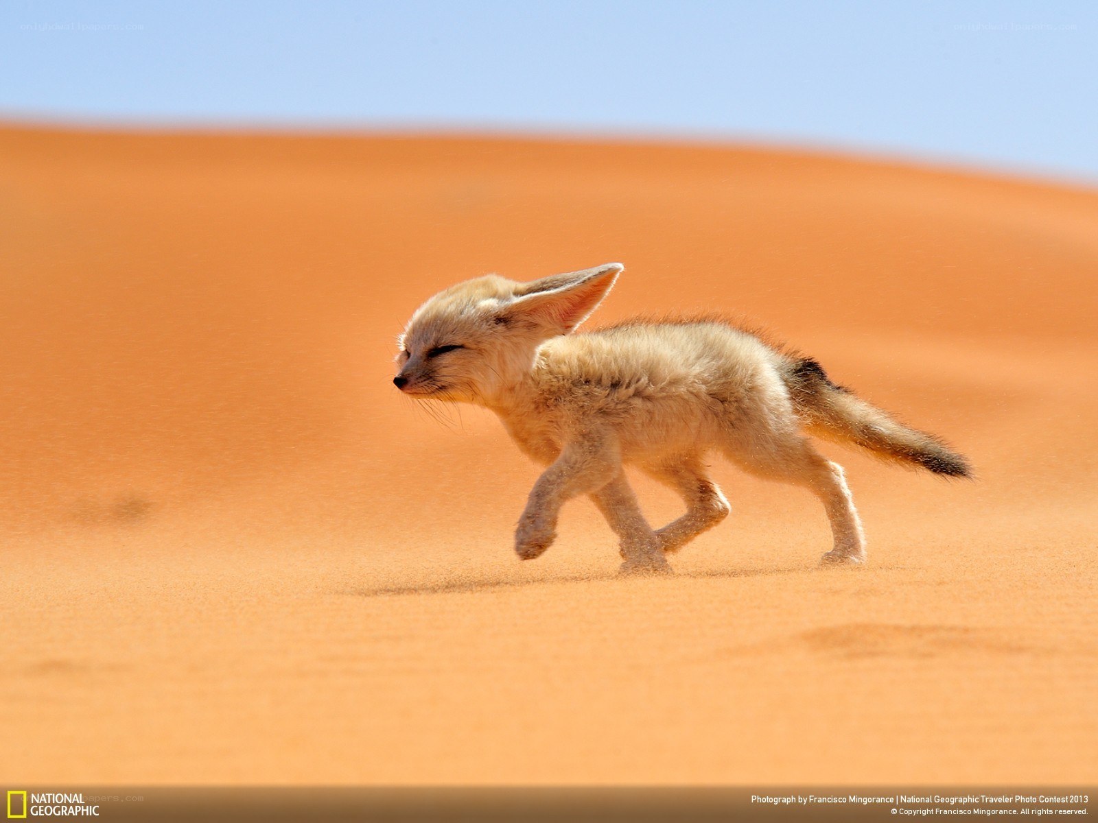 Fennec fox cub running