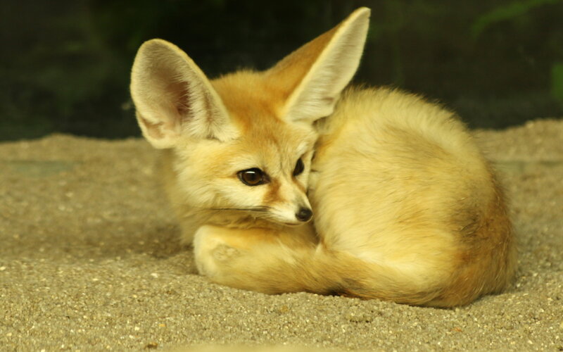 Fennec Fox Cub — Tan