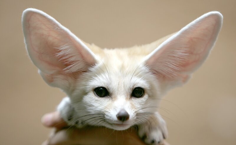 Fennec Fox Cub — White, Calm, Photograph, Ears
