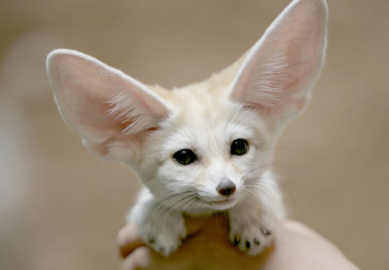 Fennec Fox Cub — White, Calm, Photograph, Hand