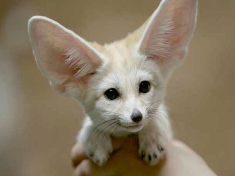Fennec Fox Cub — White, Calm, Photograph
