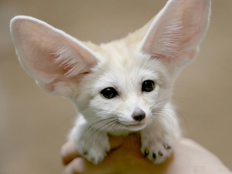 Fennec Fox Cub — White, Calm