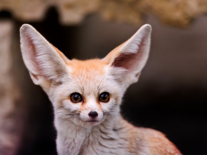 Fennec Fox Cub — White, Curious