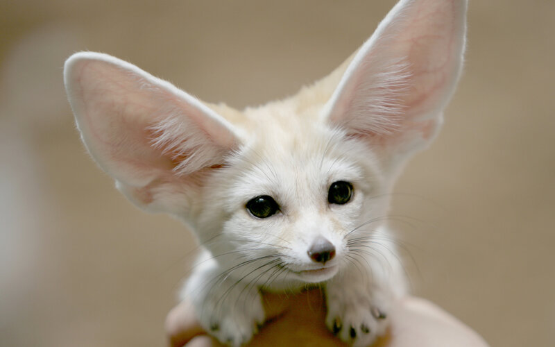 Fennec Fox Cub — White