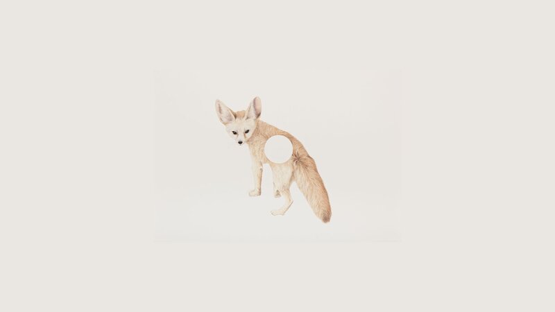 Fennec fox illustration
