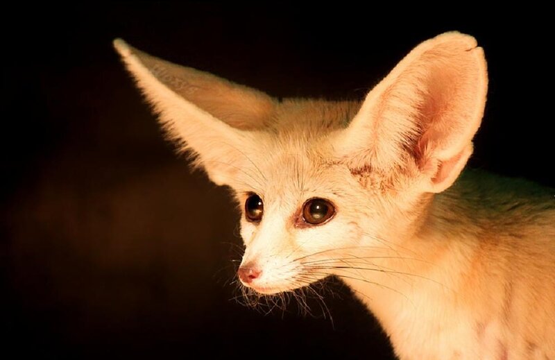 Fennec Fox in Dark