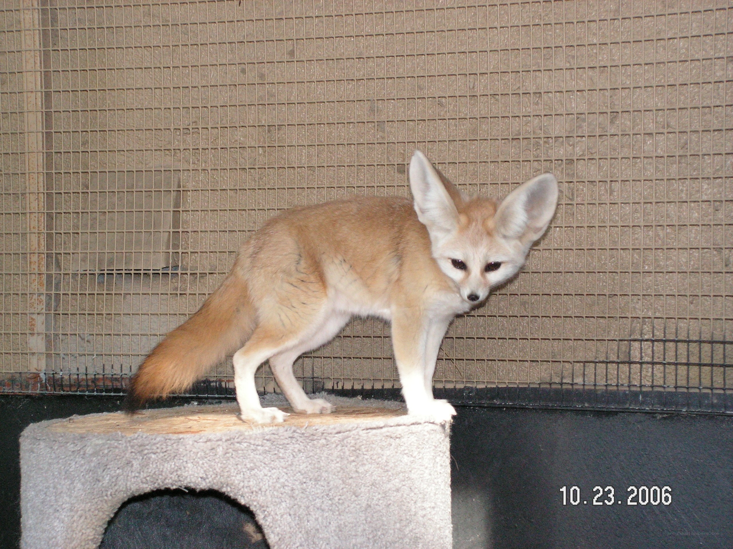 Fennec fox in enclosure