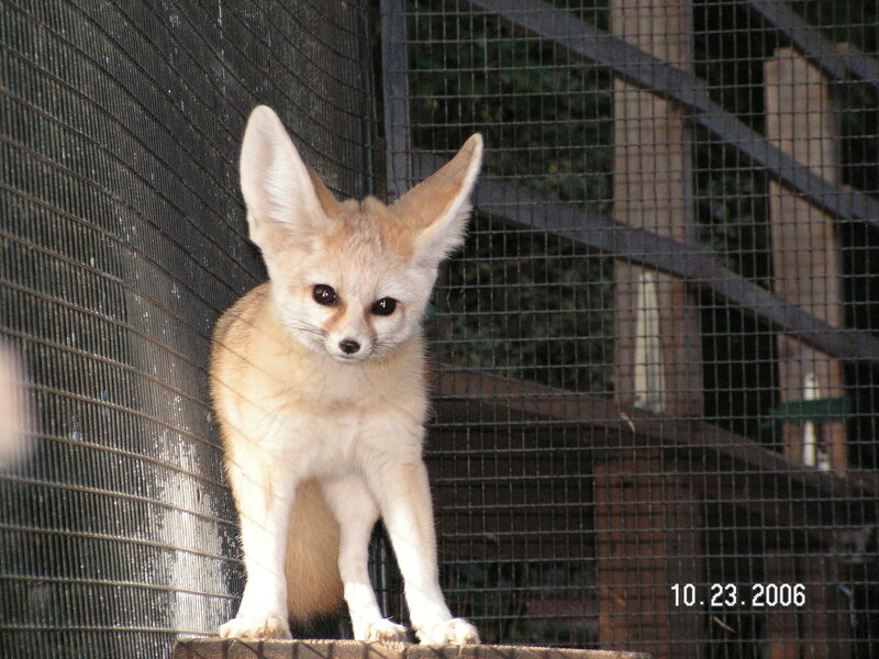 Fennec fox in enclosure