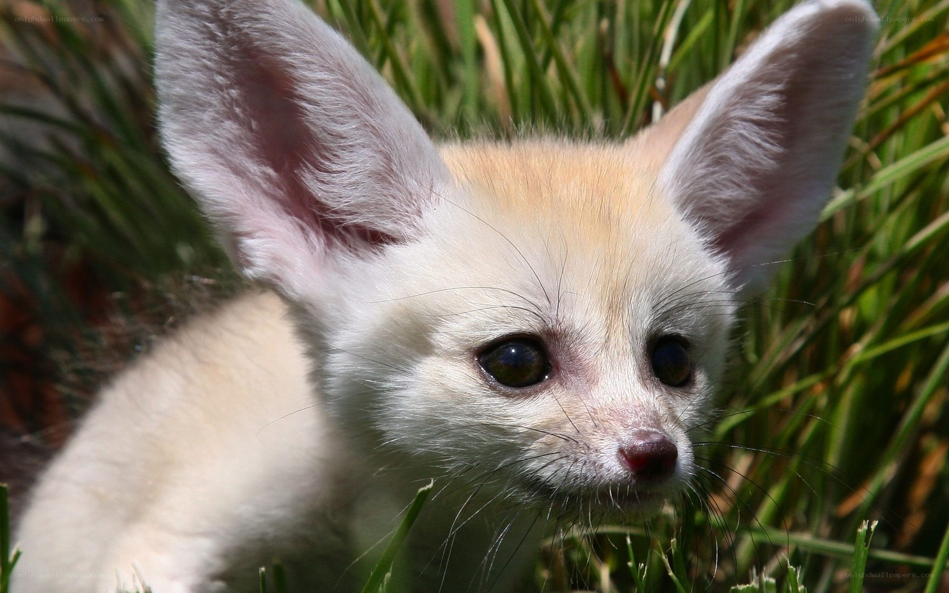 Fennec fox in grass