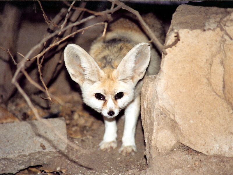 Fennec fox in rocky den