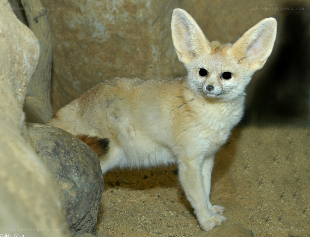 Fennec fox in rocky enclosure