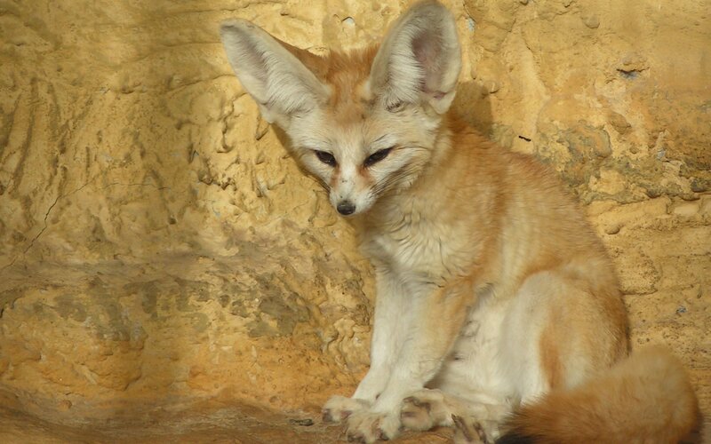 Fennec fox in sandy enclosure