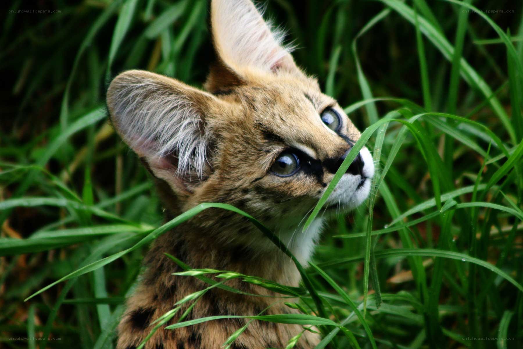 Fennec fox in tall grass