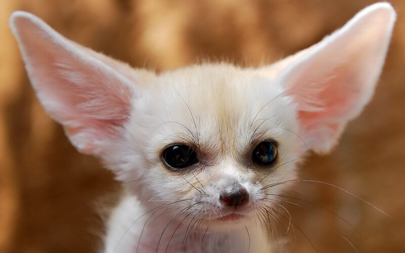 fennec fox kit close-up