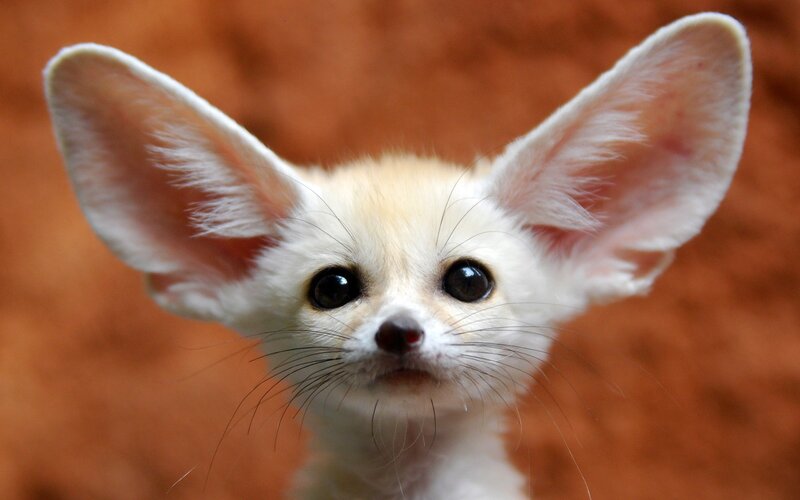 Fennec fox kit close-up