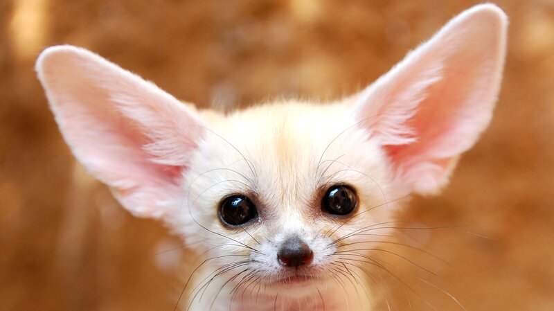 Fennec fox kit close-up