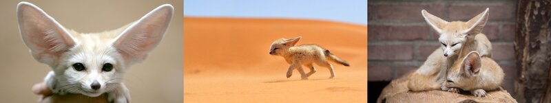 Fennec Fox Kit